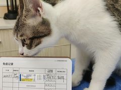 -凯特喵百思猫专科医院