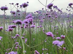 -石井坡(地铁站)