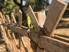 -北京西山国家森林公园