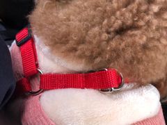 -艾贝尔宠物医院·狂犬免疫点(江山金象城店)