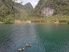 -靖西鹅泉风景区