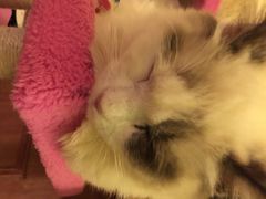 猫色咖啡-猫色咖啡·猫咖