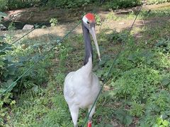 -沈阳鸟岛