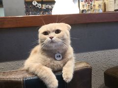 -咖法森林·咖啡  酒吧(天河店)