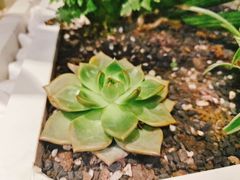 -润园四季椰子鸡火锅(海上世界店)
