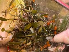 -洪大厨鸡煲(福田店)