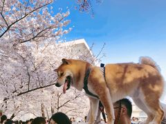 -龙美术馆(西岸馆)