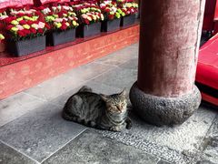 -龙华素斋(龙华路店)