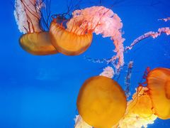 -太平洋海底世界