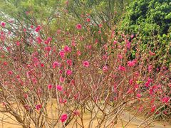 -南国桃园旅游度假区