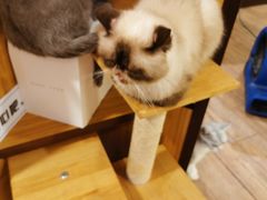 -more than meow吴止猫主题餐厅(承德 中船汇店)