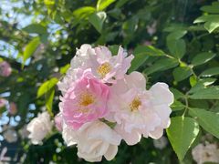 -杭州观成实验学校