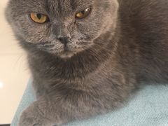 -鼓捣猫呢主题猫咖店