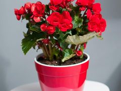 -沈家花园如皋菜(海阳路店)