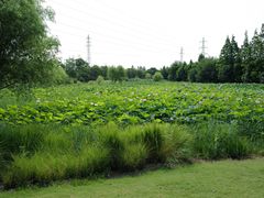 -上海长兴岛郊野公园