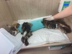 -北京观赏动物医院·24小时大型综合·猫专科·异宠专科