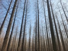 -黄海国家森林公园
