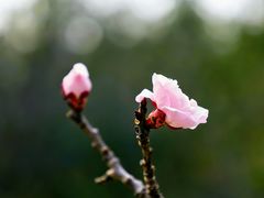 -北京鹫峰国家森林公园