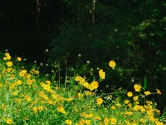 -西湖风景区-江洋畈生态公园