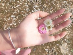 -香雪海