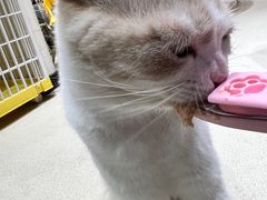 -藏猫猫咖啡主题馆(中央大道店)