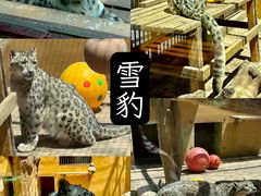 -青藏高原野生动物园