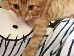 -中农大我爱我爱24h动物医院·中医针灸·猫专科·骨科医疗中心(双井店)