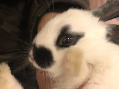 -浣熊柯尔鸭土拨鼠·电玩咖