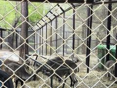 -青藏高原野生动物园