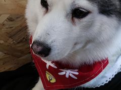 -Husky Go! 哈士奇体验馆·宠物咖啡厅狗咖