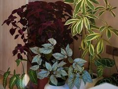 -花神·轻食简餐·咖啡馆·花卉绿植(荷兰花卉小镇店)