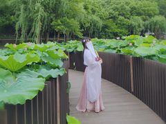 -陈家山荷花公园