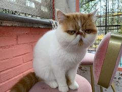 -喵屿·大理花园猫咖