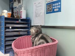 -纳吉亚猫专科动物医院博雅分院