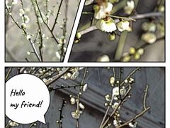 -香雪海