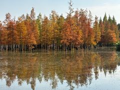 -白鹭湾湿地公园