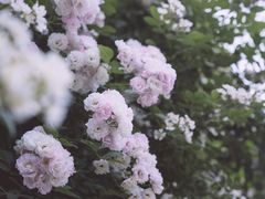-颐和路民国时期公馆风貌区