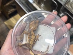 -酷以爬仙阁实体爬宠店·守宫·蜥蜴·专业繁育