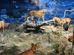 -国家自然博物馆