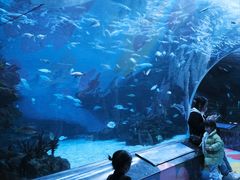 -海合安成都极地海洋公园