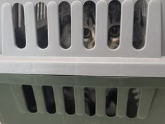 -纳吉亚猫专科动物医院·北北分院