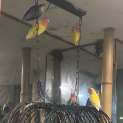 -神奇动物撸宠馆·羊驼·小浣熊·异宠(豫园店)