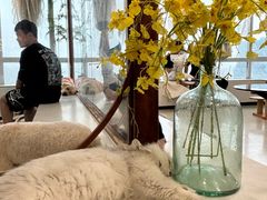 -共舞时光猫咖·狗咖(新街口店)