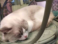 -70cat德文卷毛猫·缅因猫纯种猫舍
