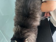 -爱洗澡的猫(望京店)