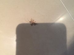 -北京西单美爵酒店