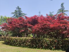 -铁山坪森林公园