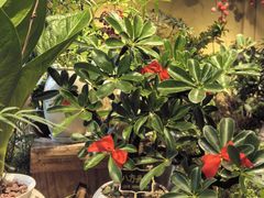 -广西壮族自治区药用植物园