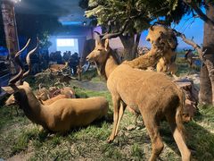 -国家自然博物馆