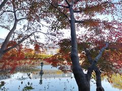 -嘉定紫藤园